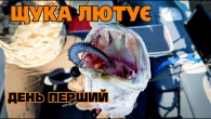 Жор ЩУКИ на Десні почався? Корчі приносять результат