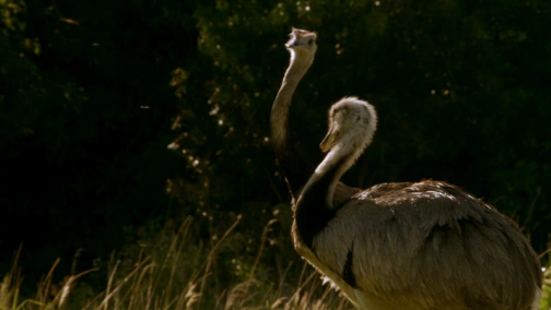 BBC: Большие птицы