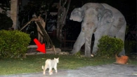 One in a Billion Animals Moments, Caught On Camera !