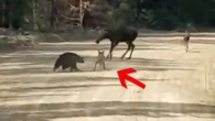 Damn Nature You Crazy / Animal Moments, Captured on Camera