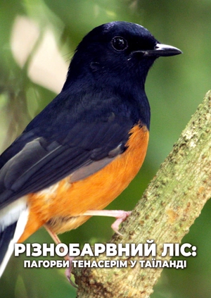 Різнобарвний ліс: пагорби Тенасерім у Таїланді