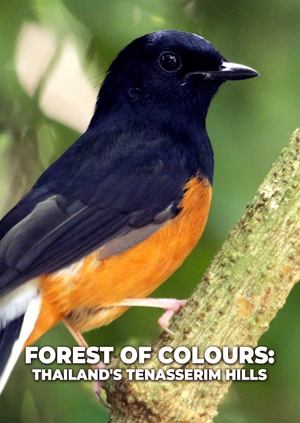 Forest of Colours: Thailand's Tenasserim Hills