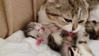 Теперь котёнок Оскар будет чистым Мама кошка постаралась