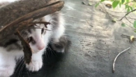 Підкинули 4 кошеняти