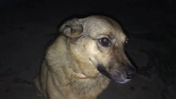 Собаки теж бояться війни