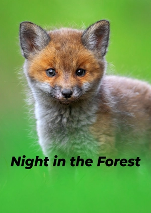 Night in the Forest