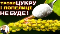 ПОПЕЛИЦІ НЕ ПОВЕРНУТЬСЯ. Як позбутись попелиць на тривалий час