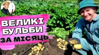 Цей Сорт Картоплі ШОКУЄ: Великі Бульби за 45 Днів - Перевірено!