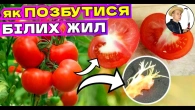 ПОМІДОРИ без БІЛИХ ЖИЛОК - Зроби 1 Секретний Крок за 5 Хвилин