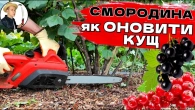 "БЕЗЖАЛЬНА" Обрізка Смородини в кінці літа: новий врожай множиться на 5