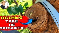 РАНИ НА ДЕРЕВІ - Шокуючі помилки яких слід уникати при їх лікуванні