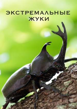 Экстремальные жуки