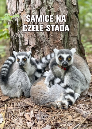 Samice na czele stada