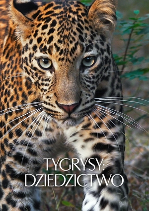 Tygrysy: dziedzictwo