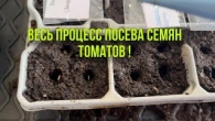 Посев семян томатов без хлопот и забот. Сезон 2024