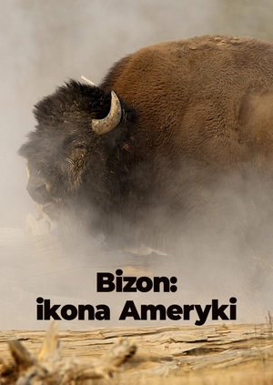 Bizon: ikona Ameryki