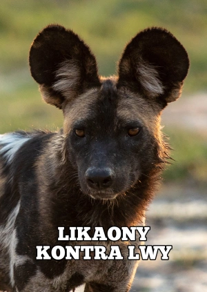 Likaony kontra lwy