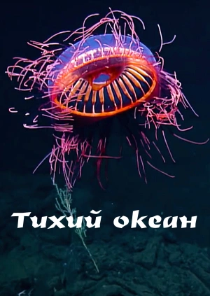 Тихий океан