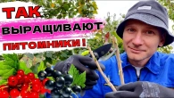Серія 352