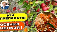 ОСЕННЯЯ ОБРАБОТКА: 1 СПОСОБ — ИСКОРЕНЯЕМ ВСЕ БОЛЕЗНИ И ВРЕДИТЕЛЕЙ