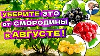 УХОД ЗА СМОРОДИНОЙ В АВГУСТЕ - 100% ГАРАНТИЯ УРОЖАЯ!