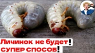 Как Избавиться от Майского Жука и Личинок: Проверенный Метод!