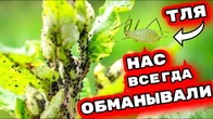 5 способов навсегда избавиться от тли народными методами (часть 2)