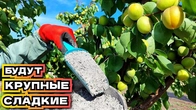 Чем удобрить абрикос во время созревания плодов: будут сладкие и крупные!