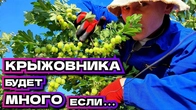 Летняя обрезка куста крыжовника – максимум урожайность ягод! Усиление Цветения