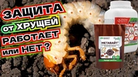 МЕДВЕДКИ БОЯТСЯ ЭТОГО КАК ОГНЯ! Лучшее средство от колорадского и хруща без всякой "химии"