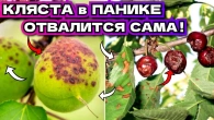 Плоды в ПЯТНАХ листья В ДЫРОЧКУ! Лучшее средство от клястероспориоз абрикос, персика, вишни, черешни