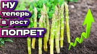 Растение, требующее терпения: что следует знать о выращивании спаржи