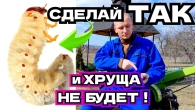 СДЕЛАЙ ТАК и Хрущей не будет! ПРОВЕРЕНЫЙ МЕТОД