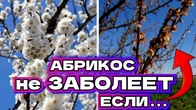 СДЕЛАЙ ТАК и абрикос не заболеет весной МЕТОД ОБРАБОТОК!