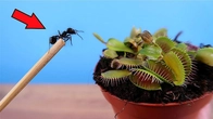 ¿CAN A FLYTRAP CATCH A FAST ANT?