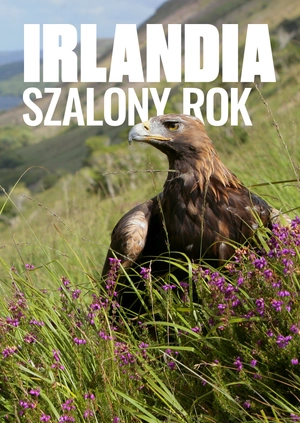 Irlandia: szalony rok