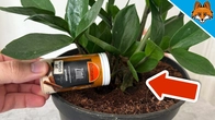 Spread CINNAMON in your PLANTS and WATCH WHAT HAPPENS(Surprising)
