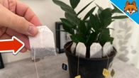 Place Tea Bags in your Plants and WATCH WHAT HAPPENS(Brilliant Trick)