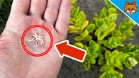 The Secret Trick with Fingernails in the Garden(NEVER throw them away)