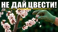 Защитите Абрикос и Персик от монилиоза! Когда обрабатывать МОЛОДЫЕ саженцы