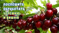 Устойчивые к болезням сорта черешни. Обязательная обработка.