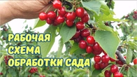 Крупные ягоды без болезней и червей.