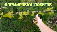 Обязательная обломка побегов на виноградном кусте.