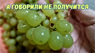 Возможен ли изюм из кишмиша Цимус ?