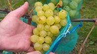 Виноград который нужно посадить для себя.