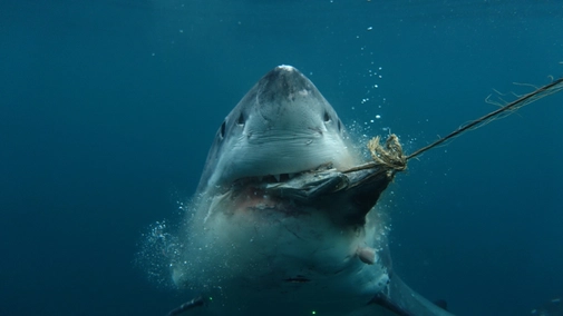 Boss Shark