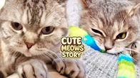 Cute Cat's MEOW Stories Play Fun with REAL Kitten's Claw trimming day - Funny Fluffy vlog #23