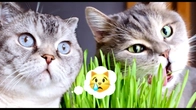 Cute Cat's Adventures Play Fun with REAL Kitten's Two Fluffy pants stories #3
