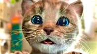 Cute Kitten Little Cat Adventure - Play Fun Pet Care - Preschool Educational Games