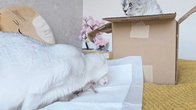 Mom cat is carrying the kitten and won't let the dad cat see